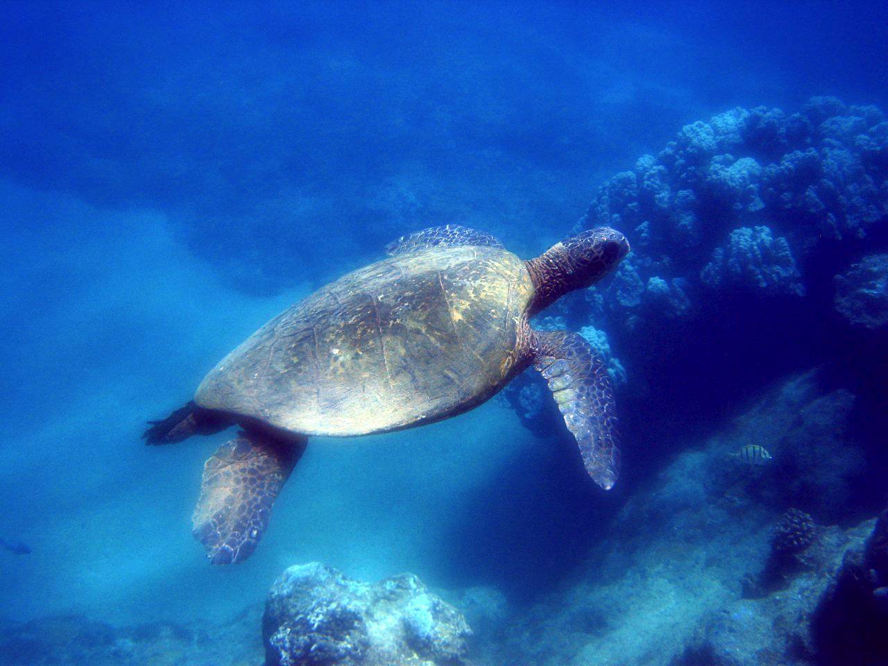 Sea turtle over Sand